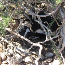 Penguin in the shadow in his nest